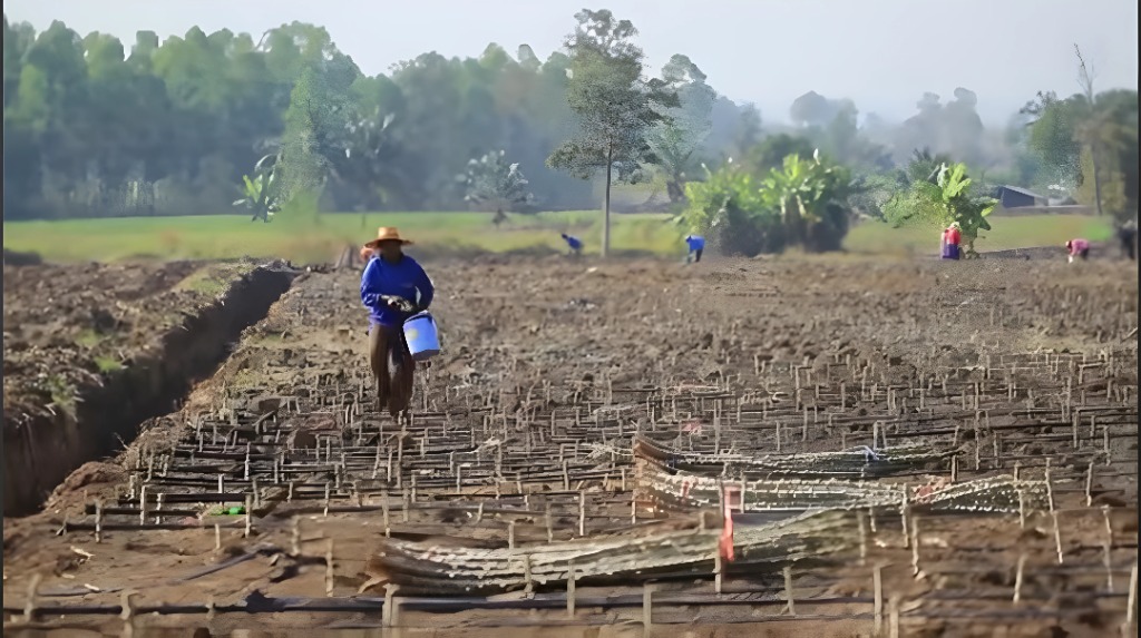 Cassava services